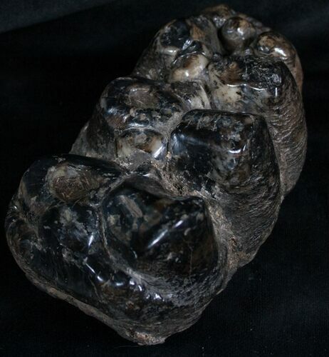 Rare Trilophodon ( Tusked Mastodon) Molar #4248